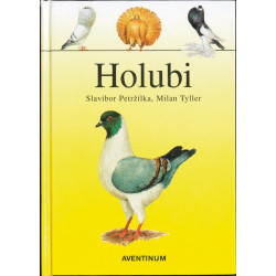 Holubi