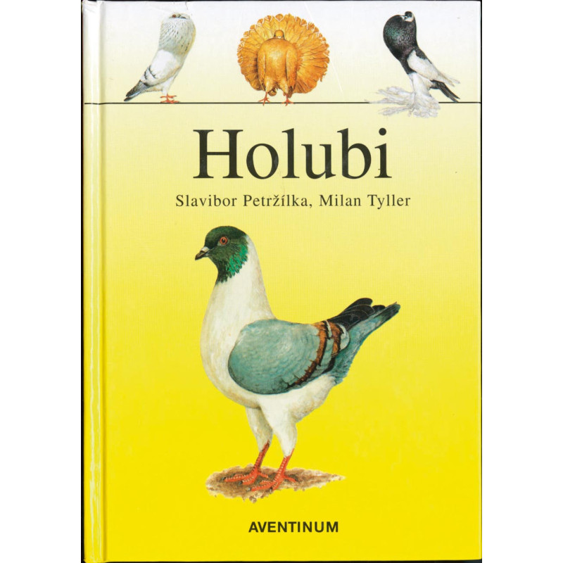 Holubi