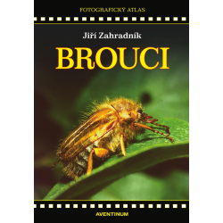 Brouci