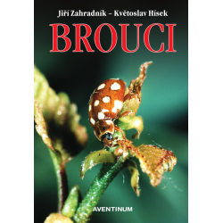 Brouci