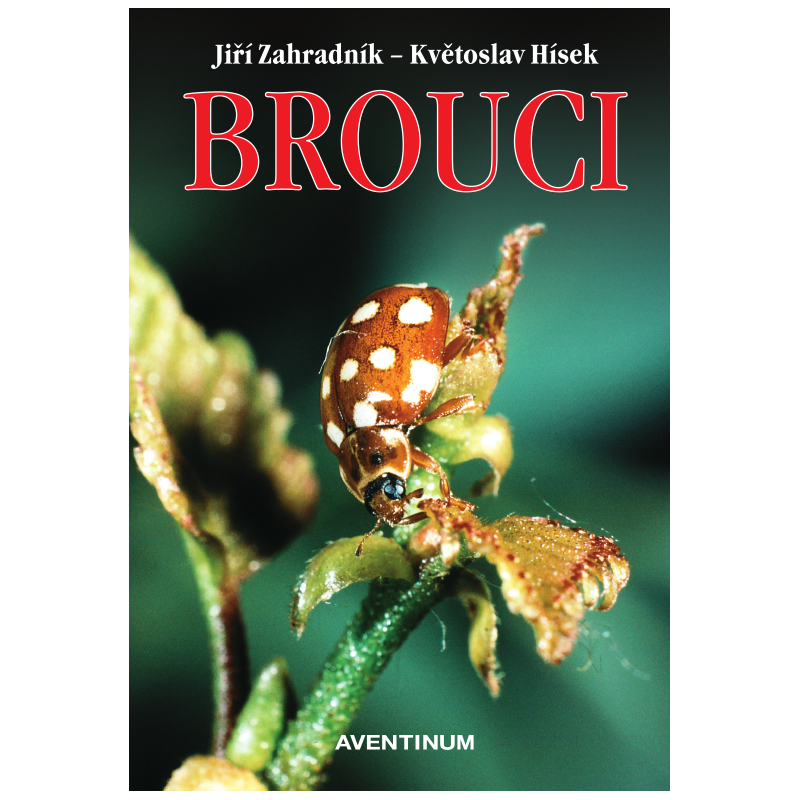 Brouci