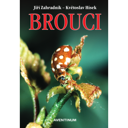 Brouci