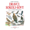 Dravci, sokoli a sovy