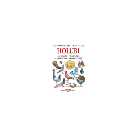 Holubi